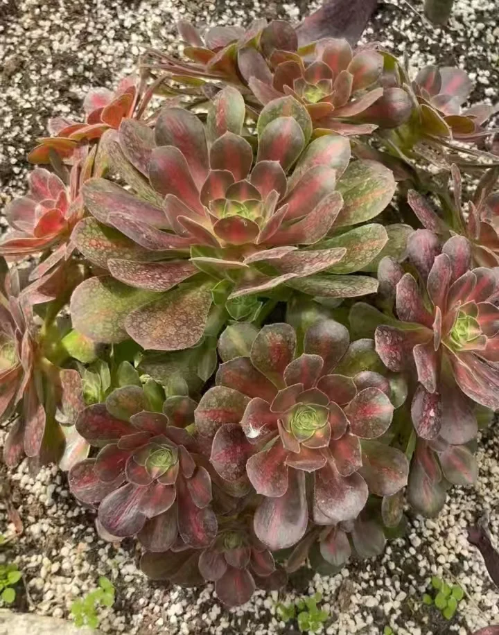 13. Pink witch middle spot  cluster 12-15cm 8 heads/  Aeonium / Succulent plants / Garden landscape / Carefully select healthy plants