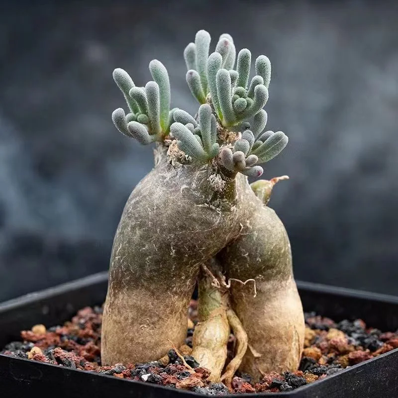 plant Aeonium Echeveria Haworthia  Caudex  Lithops Cactus  Agave 