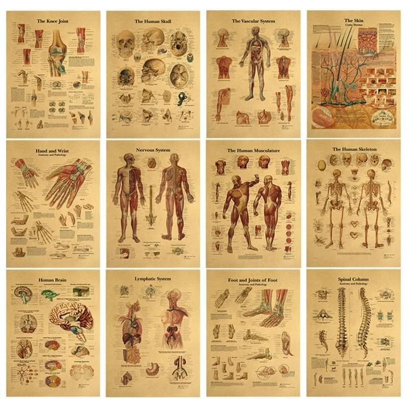 Dark Academia Vintage Human Body Illustration SP16384