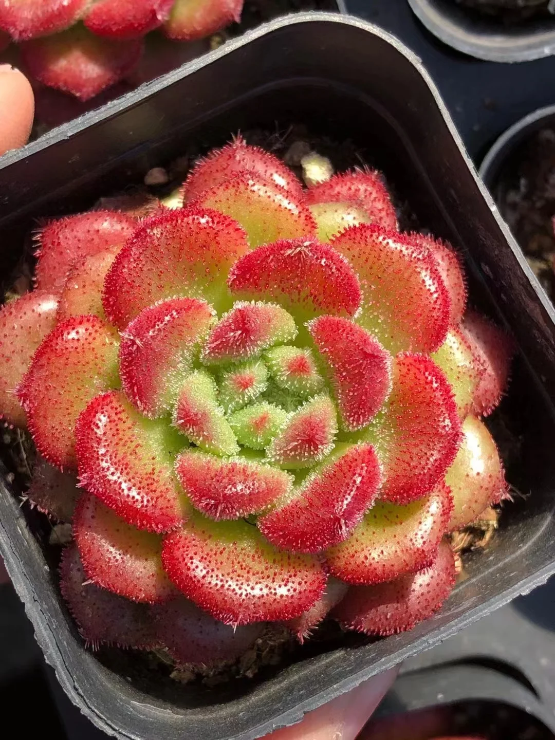 plant Aeonium Echeveria Haworthia  Caudex  Lithops Cactus  Agave 