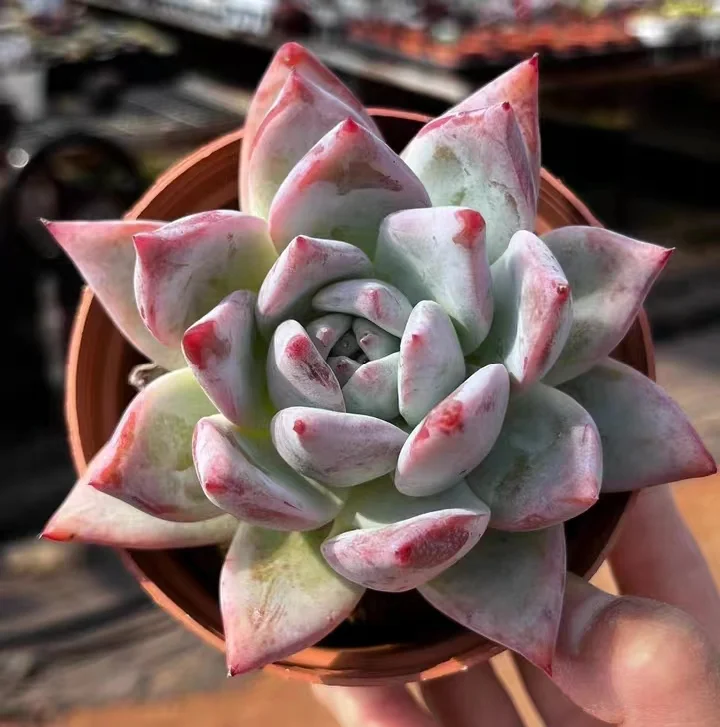 plant Aeonium Echeveria Haworthia  Caudex  Lithops Cactus  Agave 