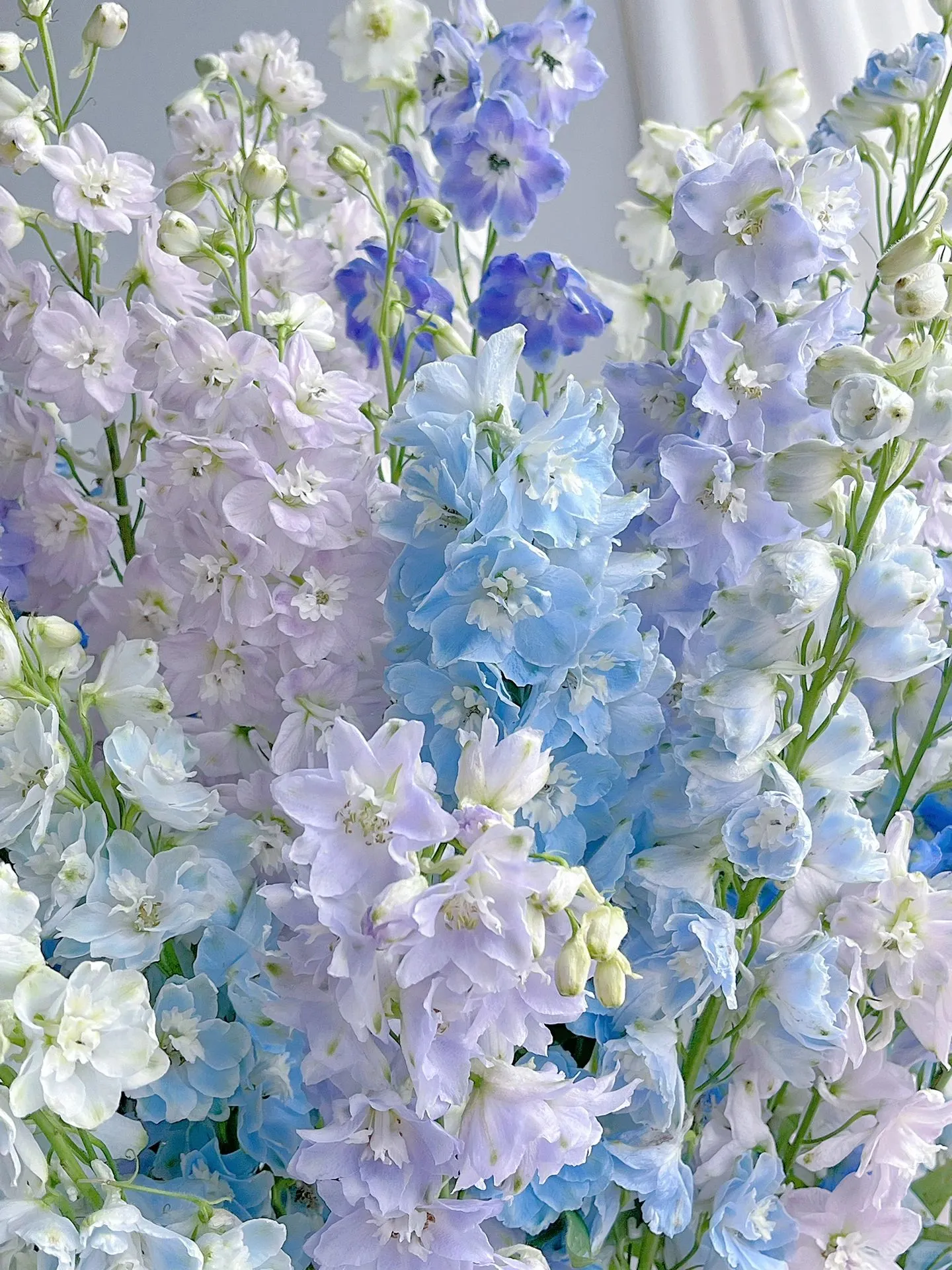 Delphinium Seeds-Mixed 7 Colors