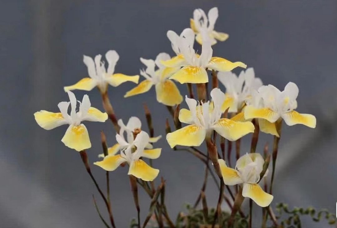 815.  Moraea serpentina  0.5-0.7cm / Caudex  / Succulent plants / Garden landscape / Carefully select healthy plants
