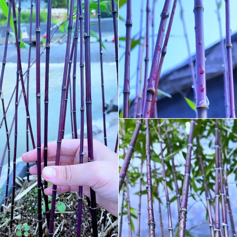 Rare Purple Cold Bamboo