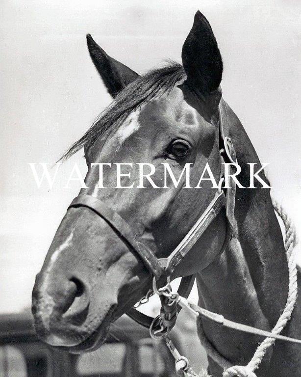 GALLAHADION 1940 Kentucky Derby Winner Horse Racing Glossy 8 x 10 Photo Poster painting Race