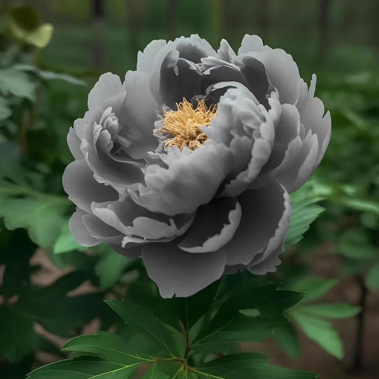 🌺PEONY FLOWER SEEDS