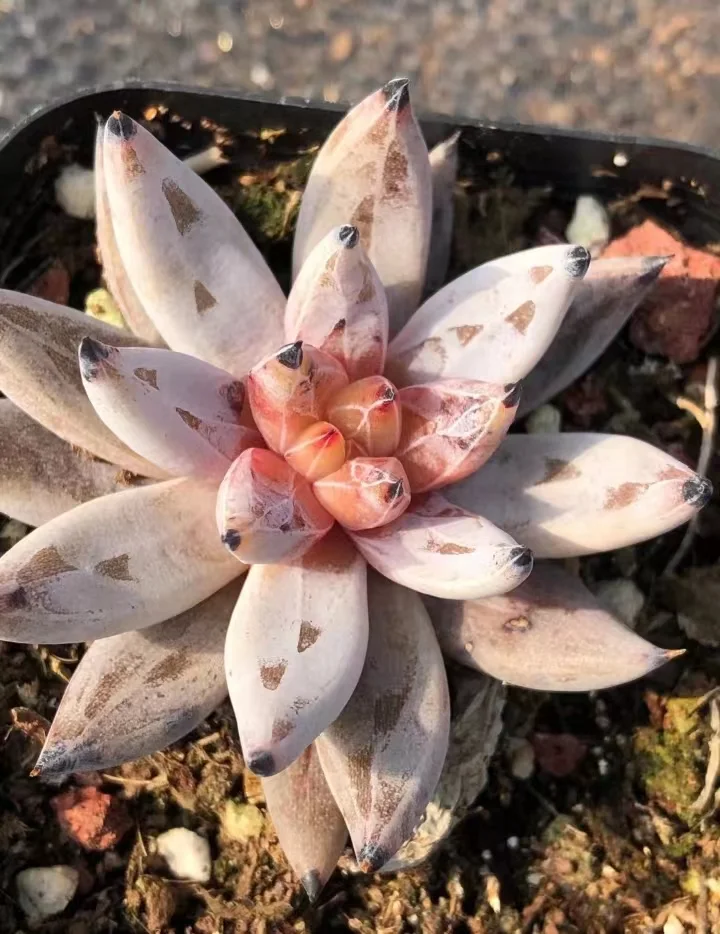 384. Echeveria unguiculata single head and cluster/ Echeveria / Succulent plants / Garden landscape / Carefully select healthy plants