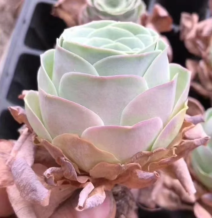 plant Aeonium Echeveria Haworthia  Caudex  Lithops Cactus  Agave 