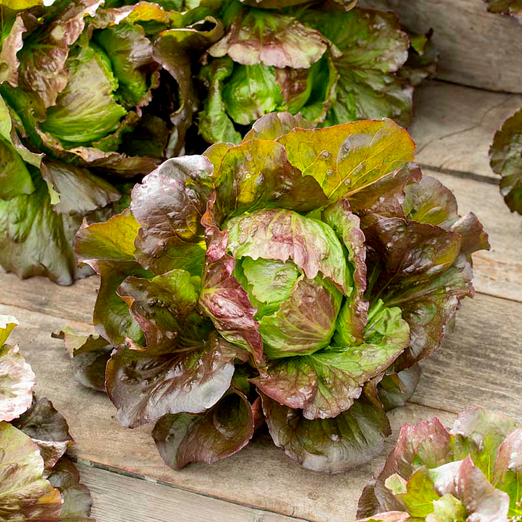 Lettuce Seeds - Ruby