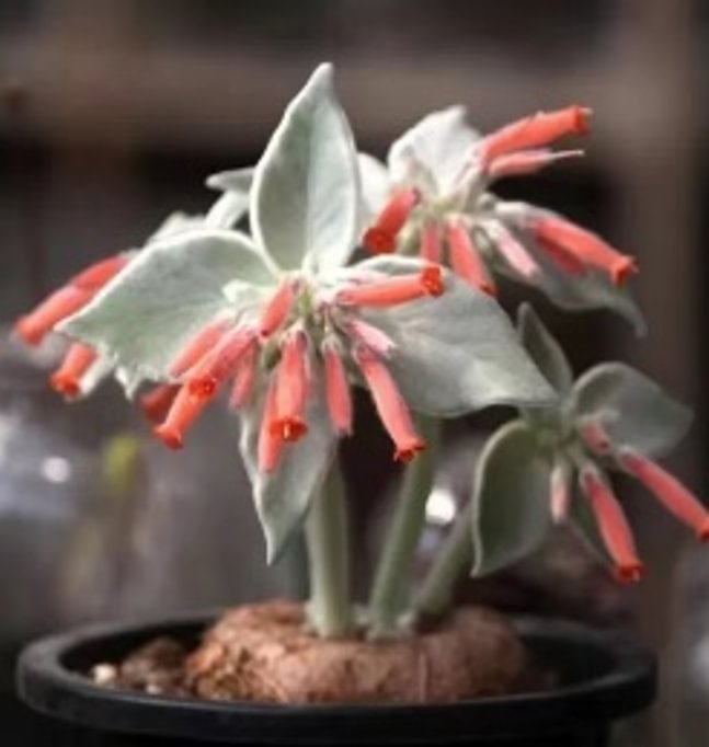 768. Sinningia leucotricha (Hoehne) H.E.Moore 3-4cm / Caudex / Succulent plants / Garden landscape / Carefully select healthy plants