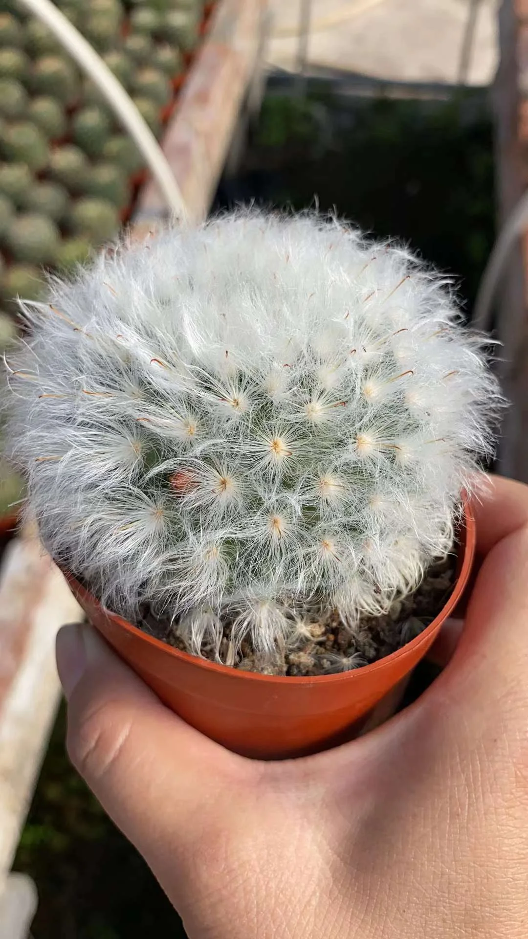 plant Aeonium Echeveria Haworthia  Caudex  Lithops Cactus  Agave 