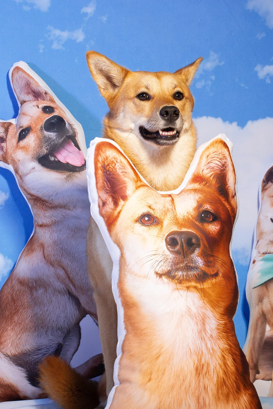 Create A Custom Dog Pillow