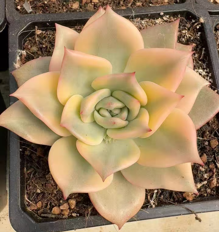 plant Aeonium Echeveria Haworthia  Caudex  Lithops Cactus  Agave 