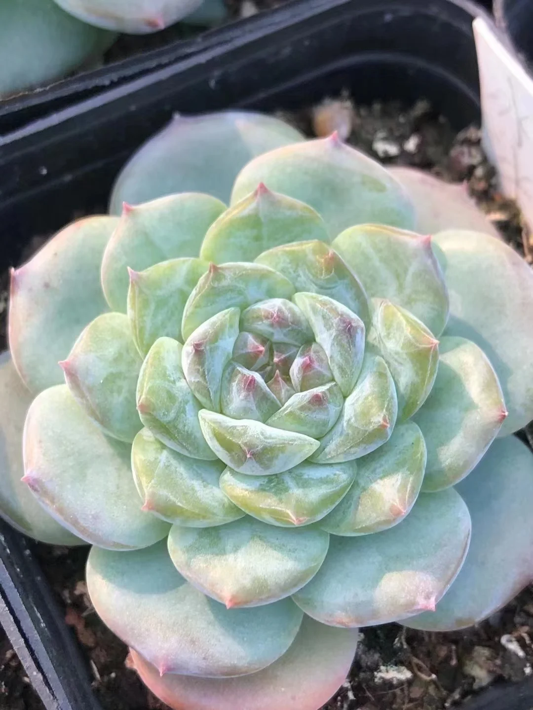 plant Aeonium Echeveria Haworthia  Caudex  Lithops Cactus  Agave 