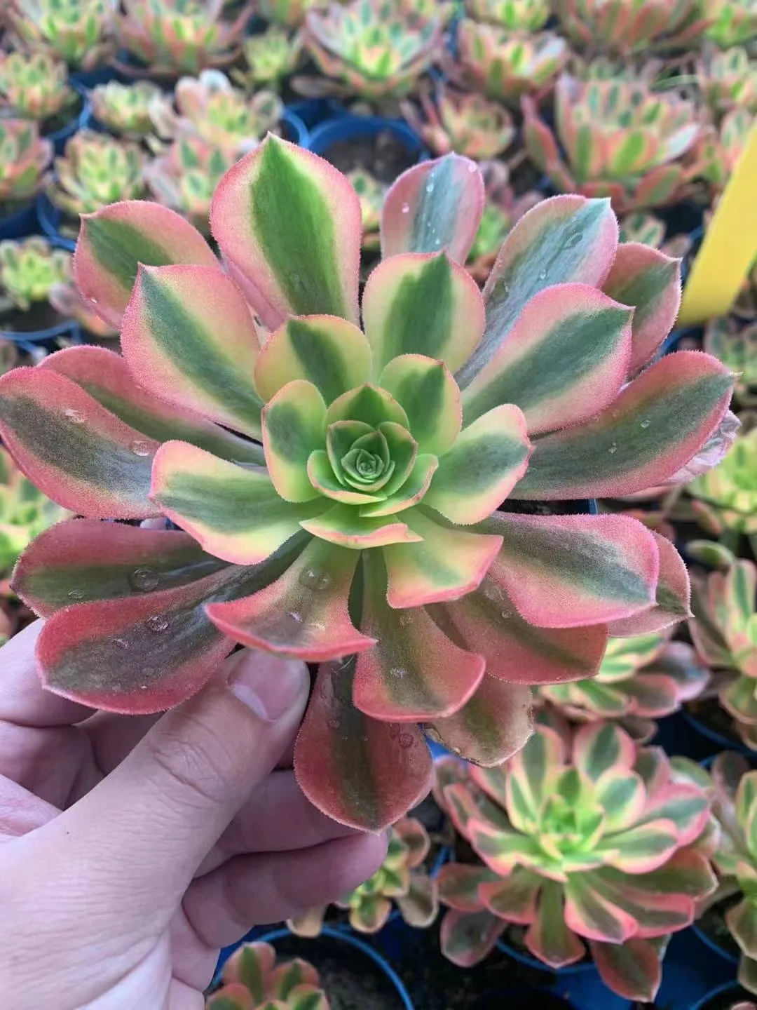 plant Aeonium Echeveria Haworthia  Caudex  Lithops Cactus  Agave 