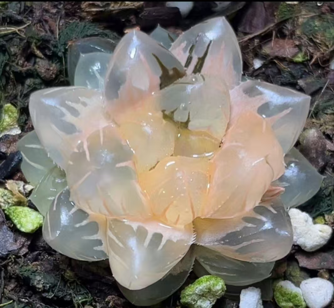 1149.Haworthia cooperi Moon in the Water variegate /Haworthia/ Succulent plants / Garden landscape / Carefully select healthy plants