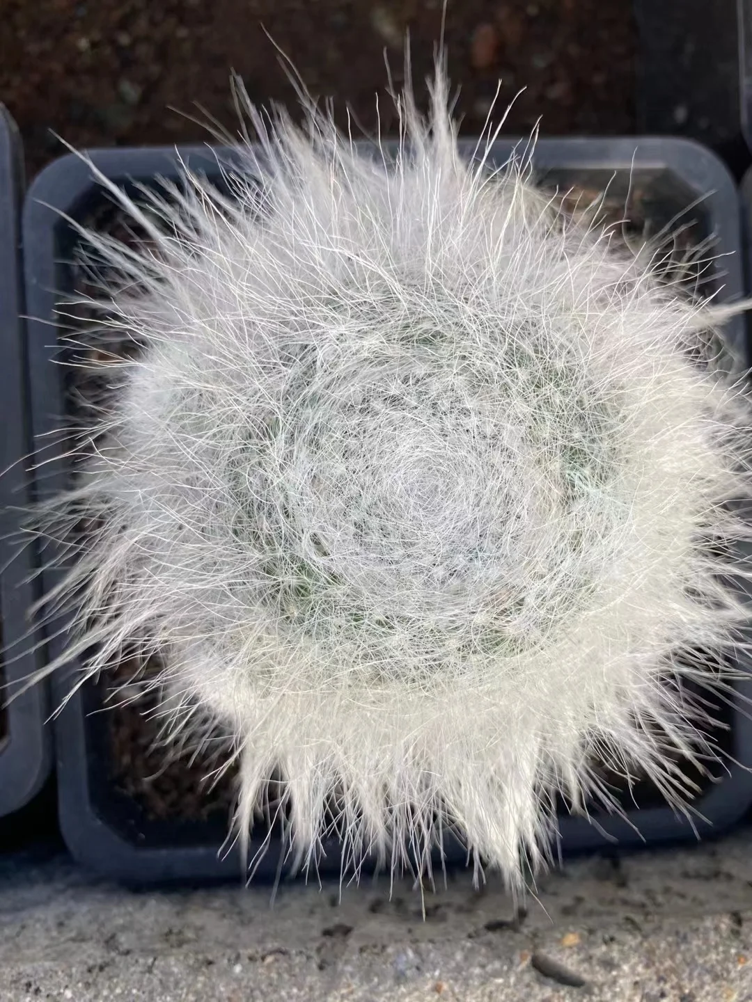 plant Aeonium Echeveria Haworthia  Caudex  Lithops Cactus  Agave 