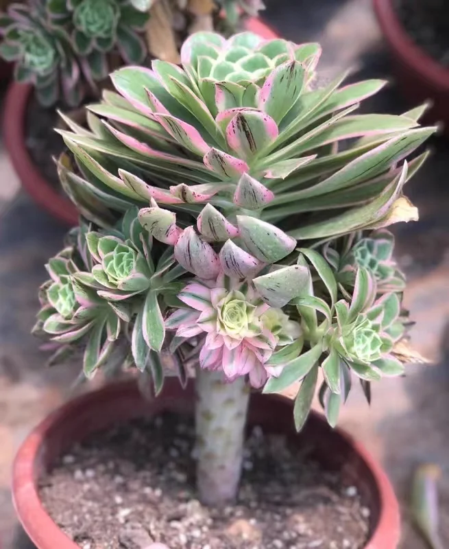 plant Aeonium Echeveria Haworthia  Caudex  Lithops Cactus  Agave 