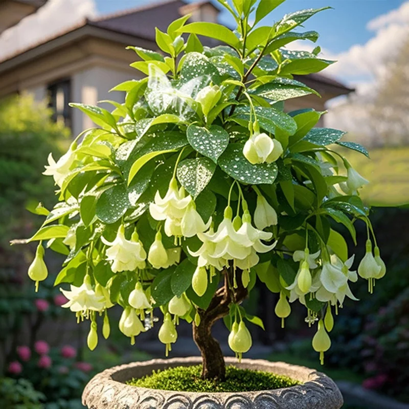 Green-🔔Double Fuchsia Bulbs