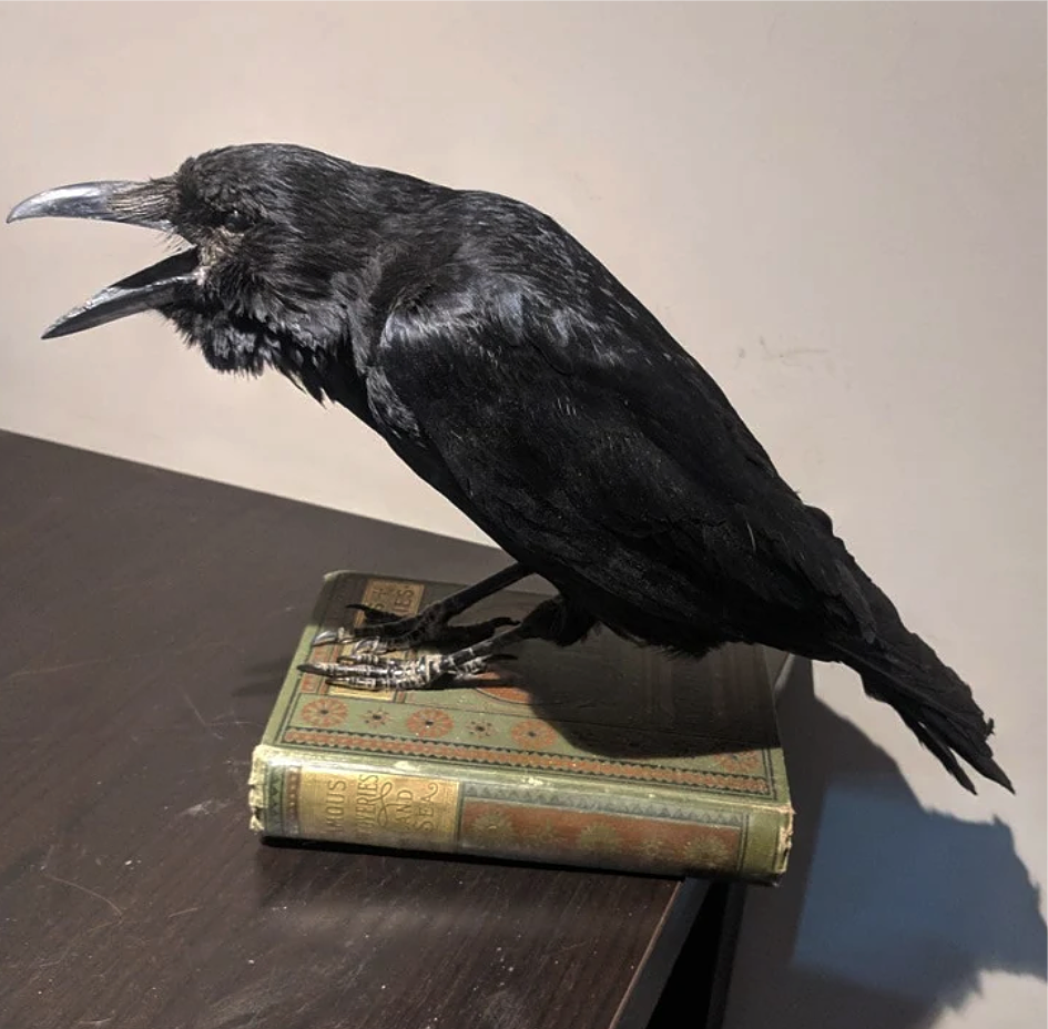 💖Limited Time Offer 49%OFF-Handmade Crow Taxidermy Decor