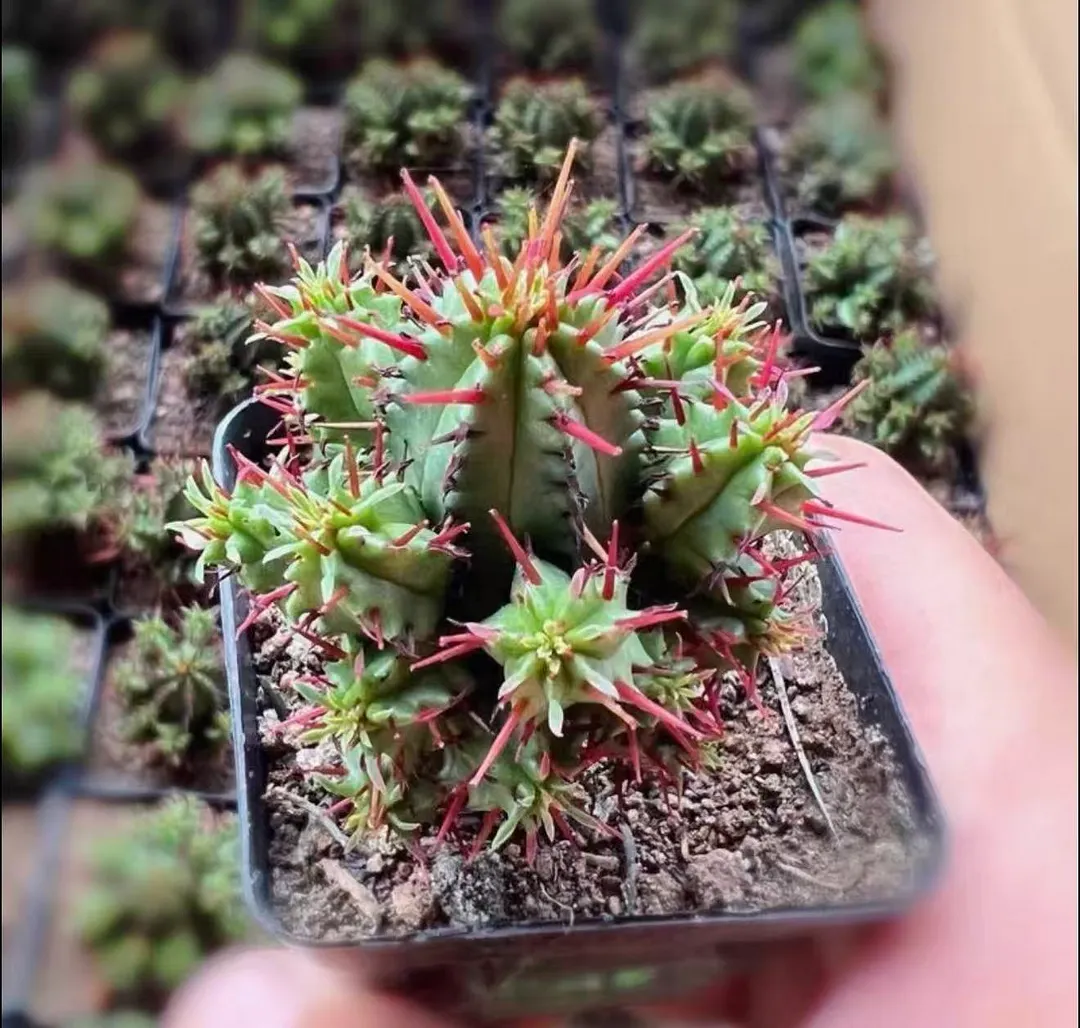 plant Aeonium Echeveria Haworthia  Caudex  Lithops Cactus  Agave 