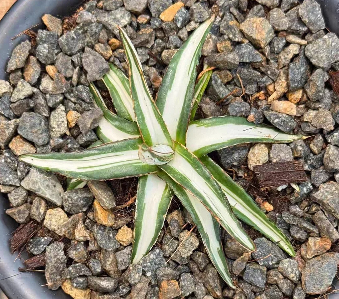 plant Aeonium Echeveria Haworthia  Caudex  Lithops Cactus  Agave 