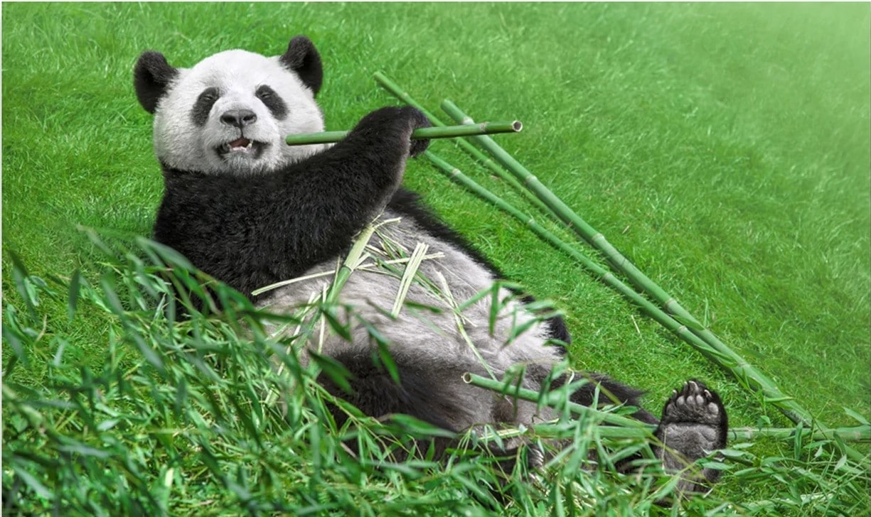 

Panda In Grass – Paint By Numbers - 40*50CM, 501 Original