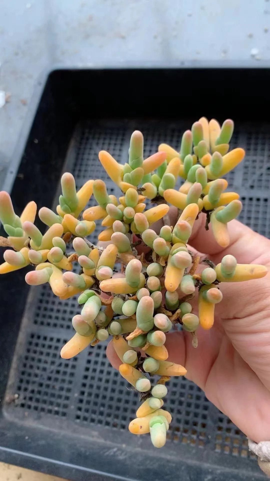 plant Aeonium Echeveria Haworthia  Caudex  Lithops Cactus  Agave 