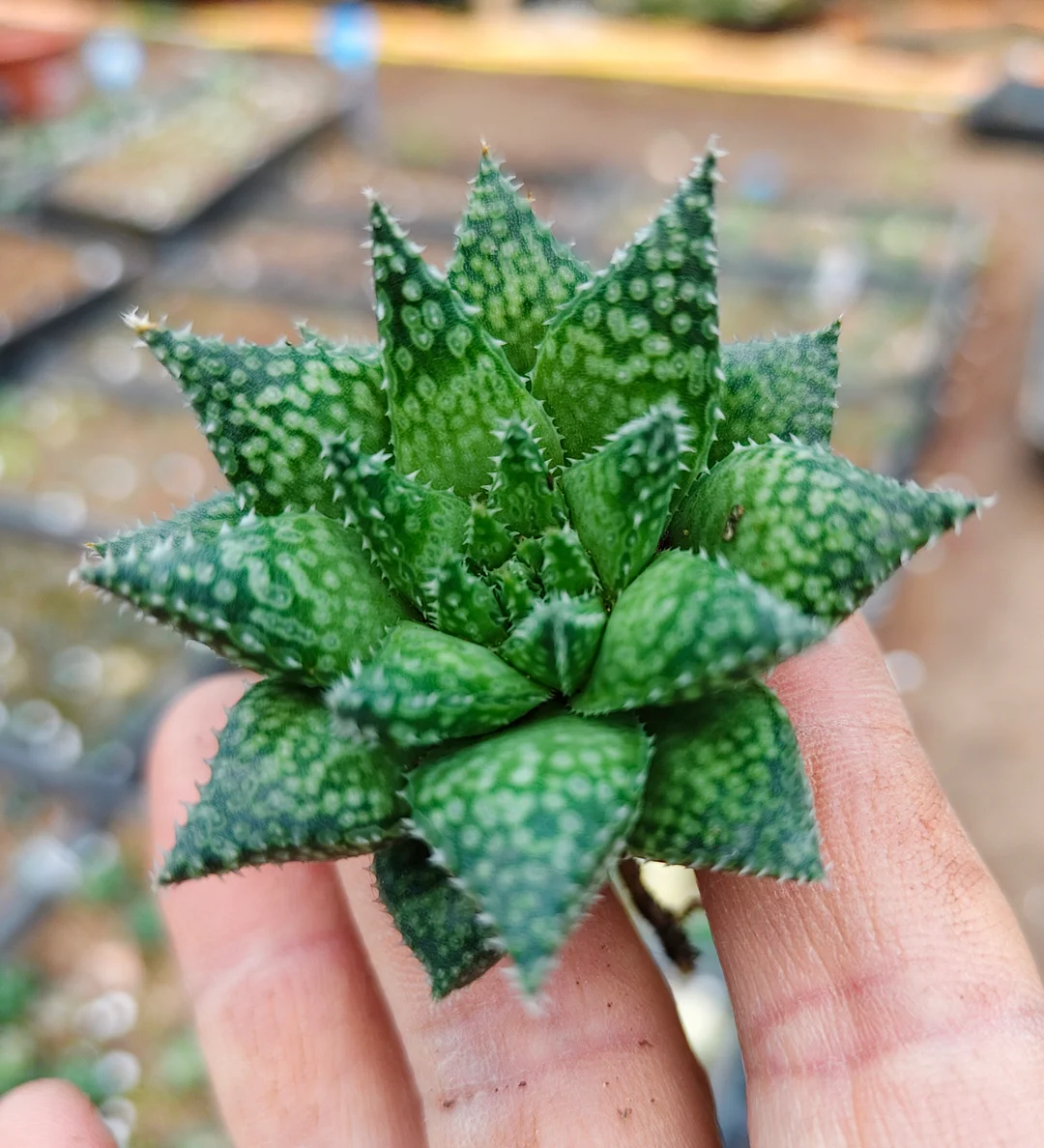 plant Aeonium Echeveria Haworthia  Caudex  Lithops Cactus  Agave 