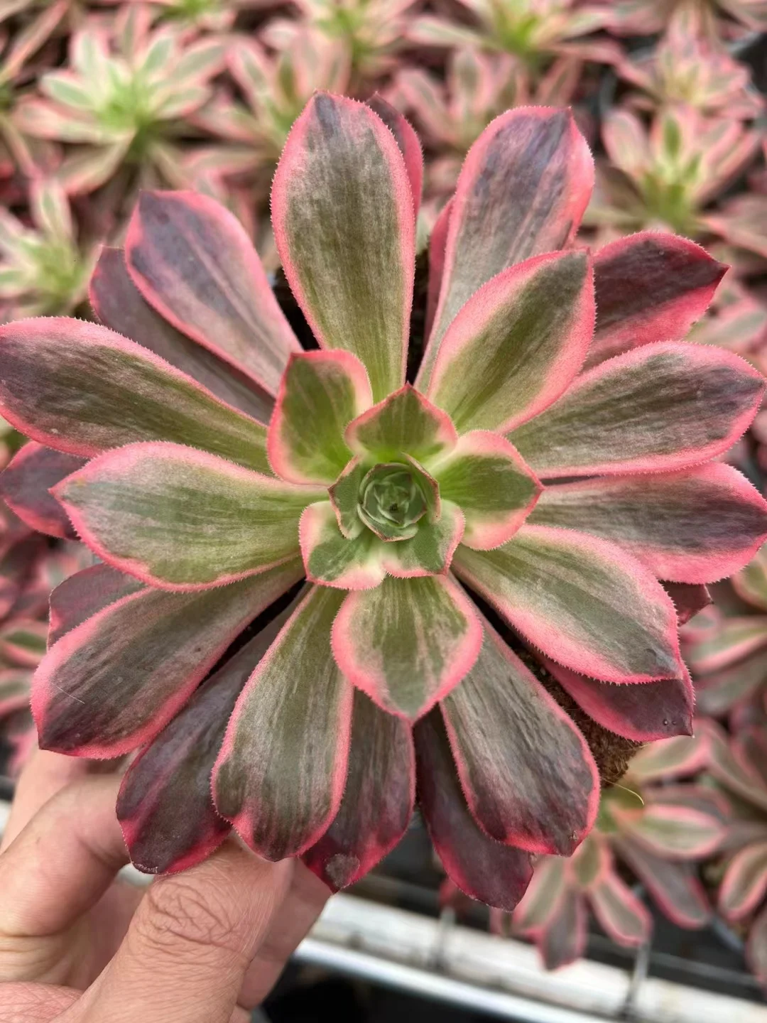 plant Aeonium Echeveria Haworthia  Caudex  Lithops Cactus  Agave 