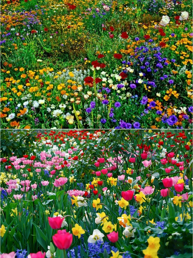 thumbnail image 2 of First Year Flowering Perennial Wildflower Seed Mix - Eden Brothers 2 of 9