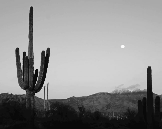 

Cactus Moon Black And White – Paint By Numbers - 40*50CM, 501 Original