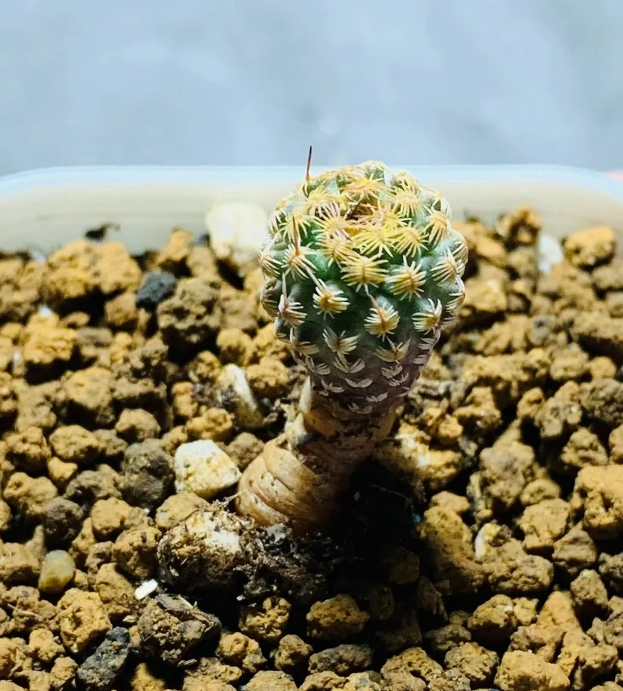 plant Aeonium Echeveria Haworthia  Caudex  Lithops Cactus  Agave 