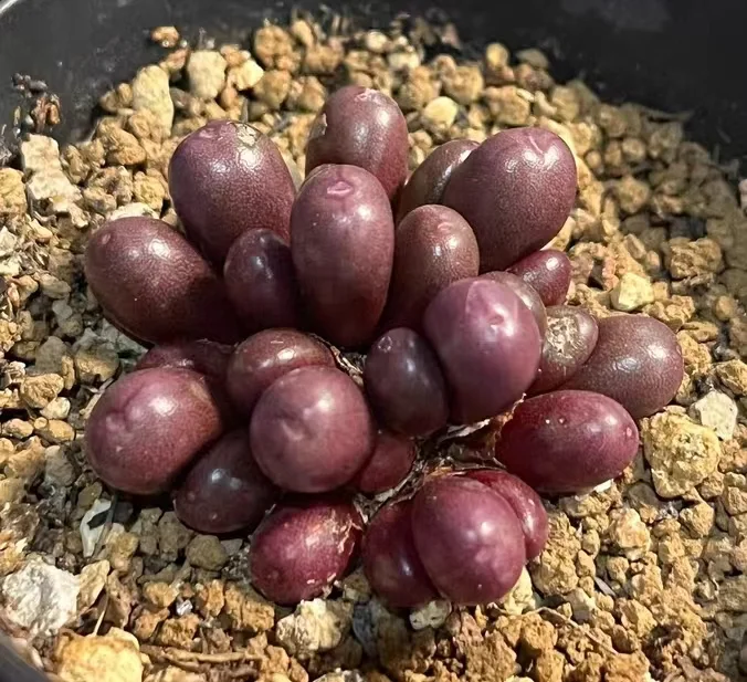 plant Aeonium Echeveria Haworthia  Caudex  Lithops Cactus  Agave 