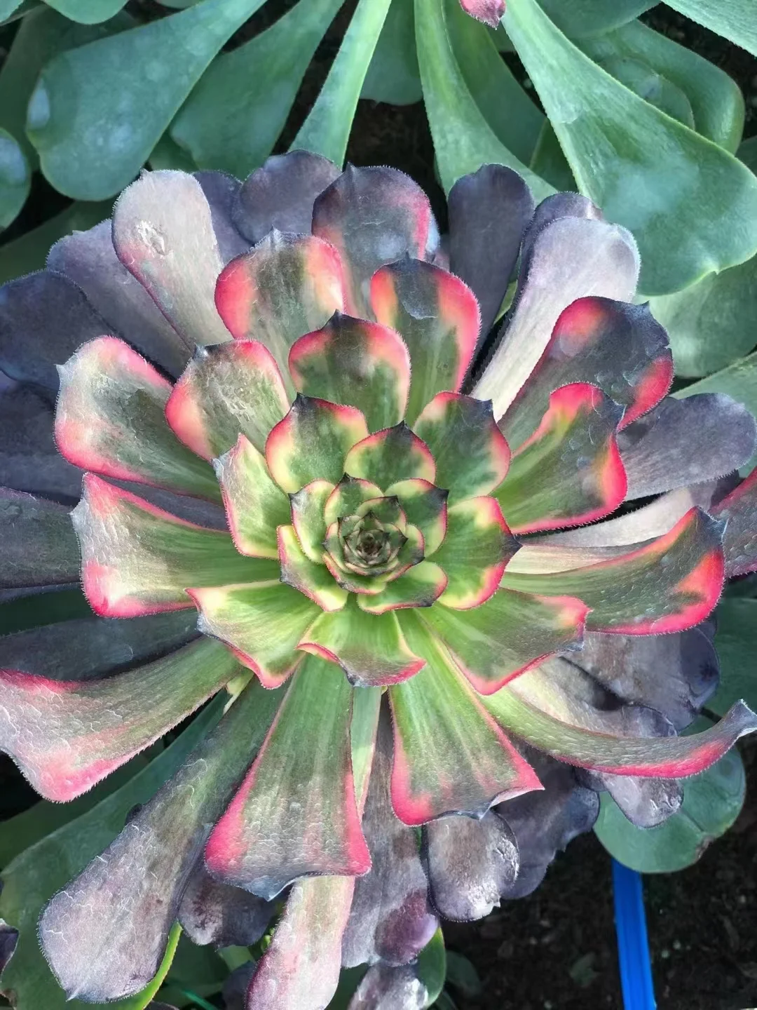 plant Aeonium Echeveria Haworthia  Caudex  Lithops Cactus  Agave 