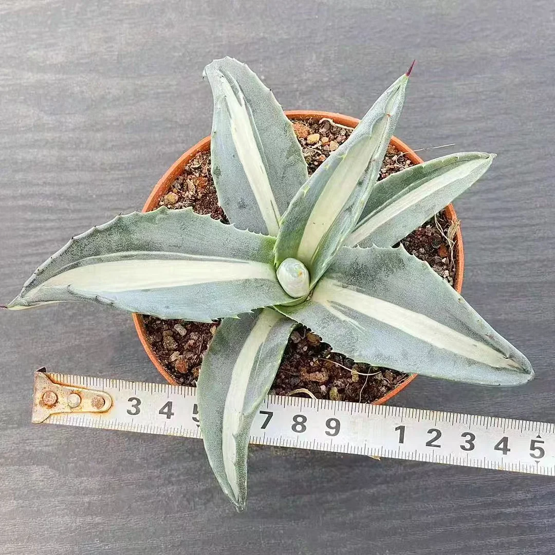 plant Aeonium Echeveria Haworthia  Caudex  Lithops Cactus  Agave 