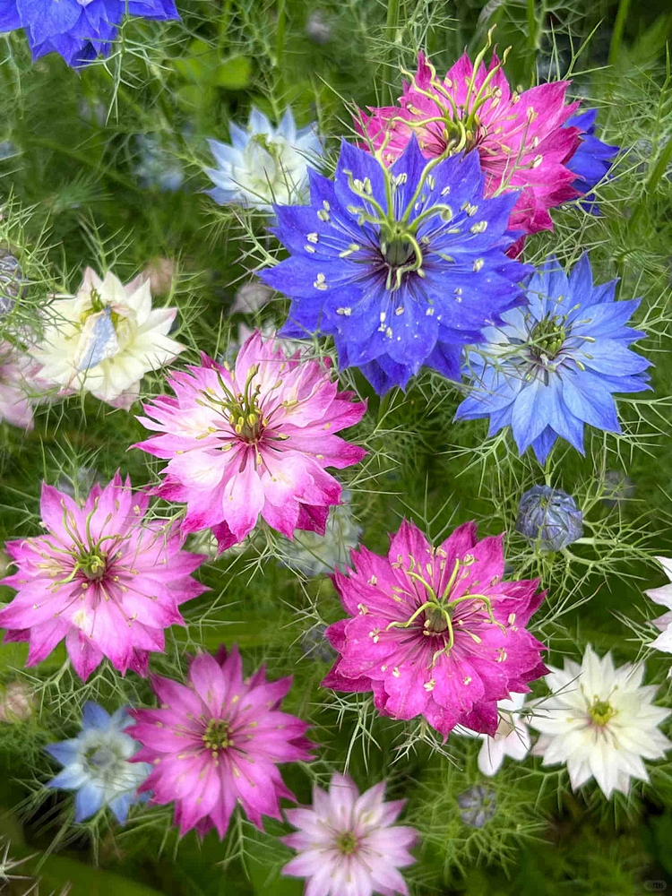 Nigella Sativa-Love in the Mist