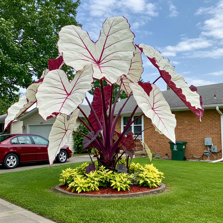 🌺Giant Elephant Ear