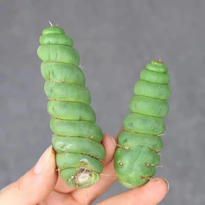 plant Aeonium Echeveria Haworthia  Caudex  Lithops Cactus  Agave 