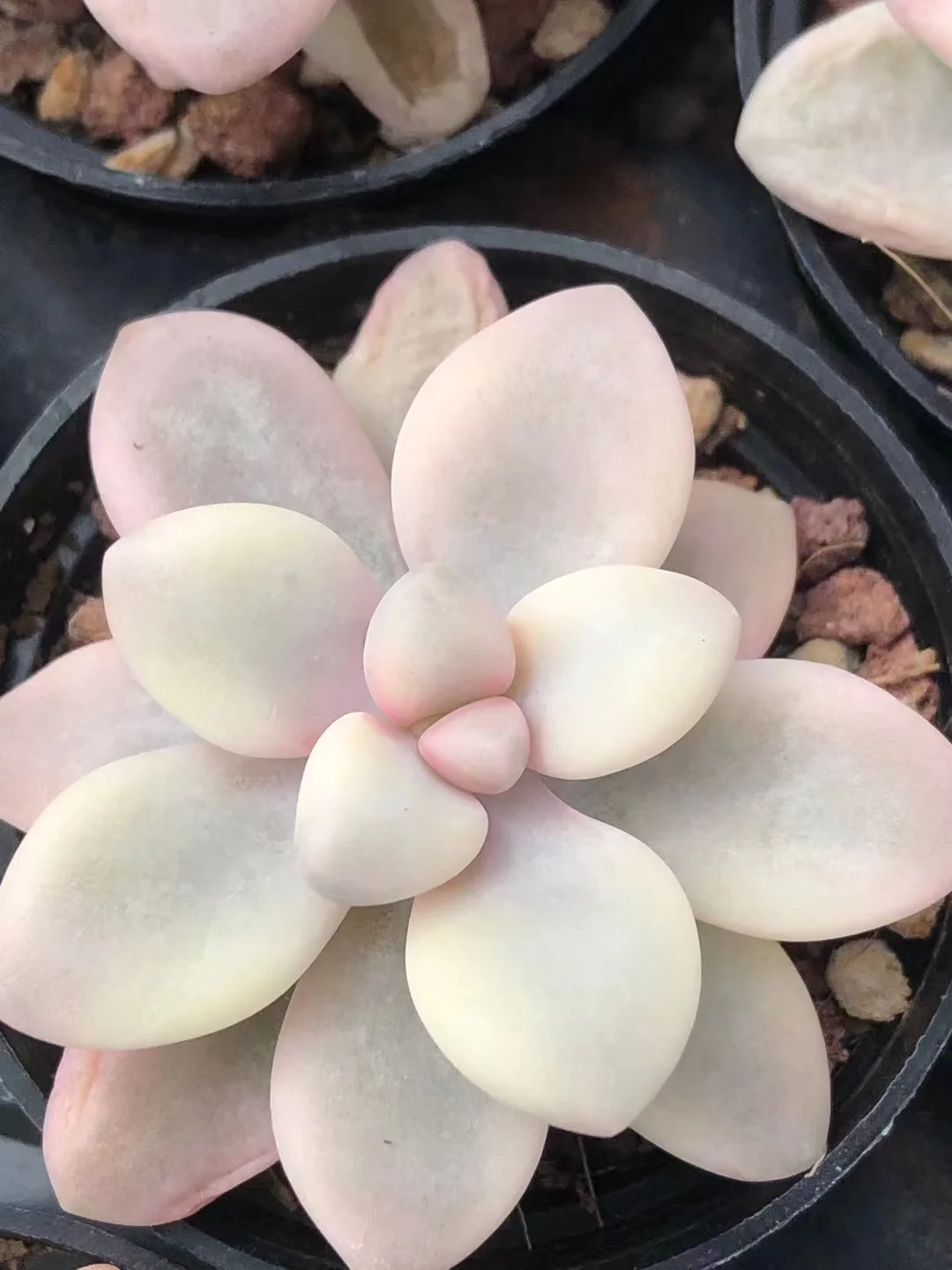 737.   Allen brocade single head  5cm / Echeveria / Succulent plants / Garden landscape / Carefully select healthy plants