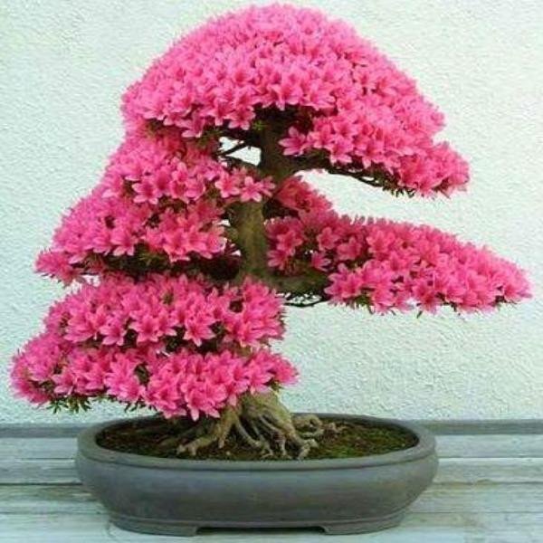20PCS Cherry Bonsai Bonsai Tree Japanese New Blossoms Sakura seeds Flower Seeds Jonyparkseed®