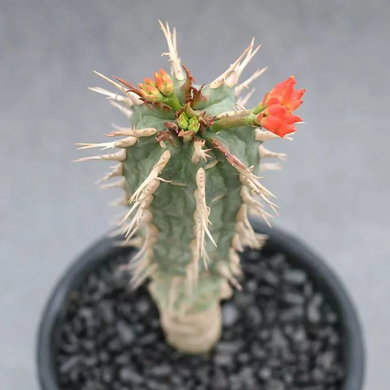 plant Aeonium Echeveria Haworthia  Caudex  Lithops Cactus  Agave 