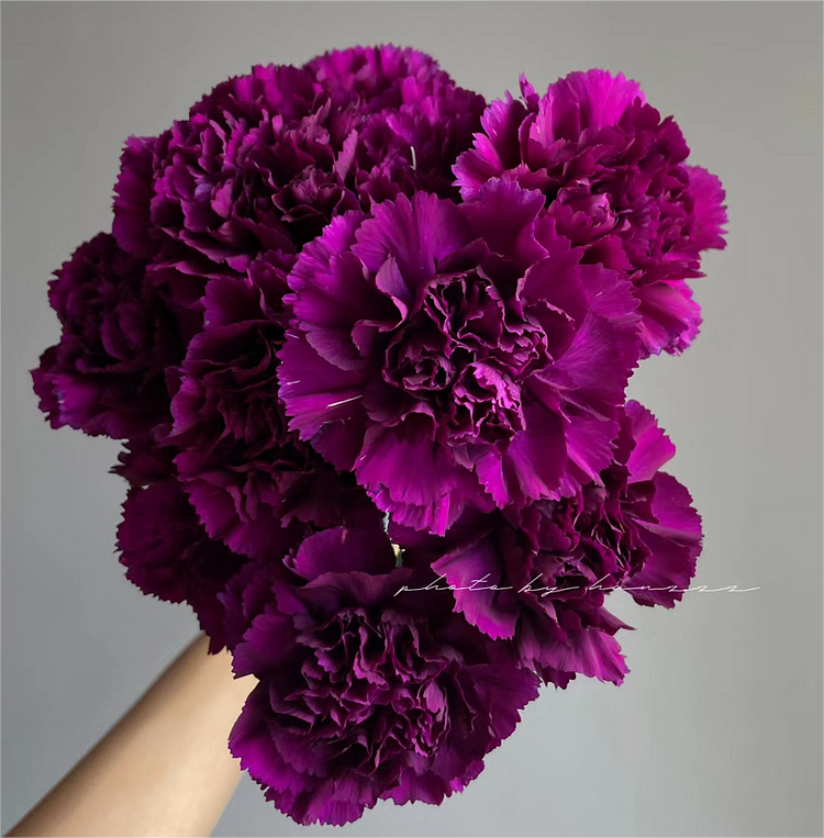 Carnations Seeds-Goleb