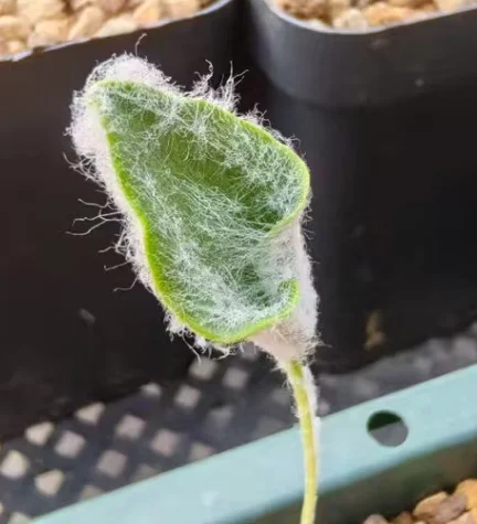 plant Aeonium Echeveria Haworthia  Caudex  Lithops Cactus  Agave 