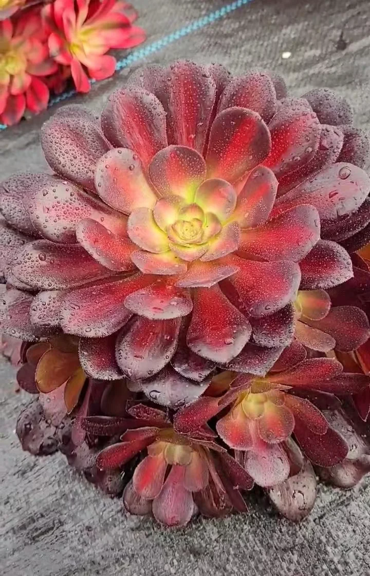 plant Aeonium Echeveria Haworthia  Caudex  Lithops Cactus  Agave 