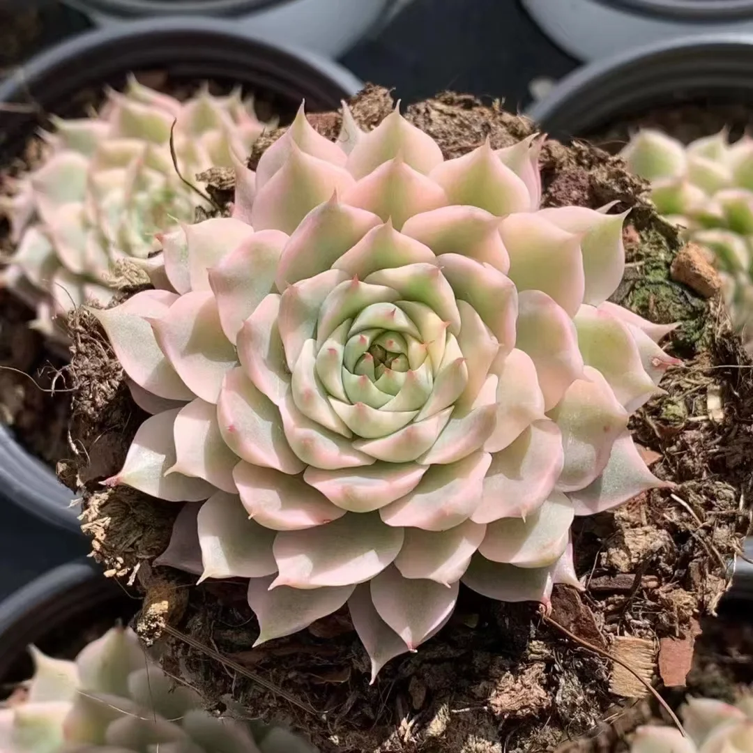 104.  Margaret brocade single head 5cm / Echeveria /  Succulent plants / Garden landscape / Carefully select healthy plants