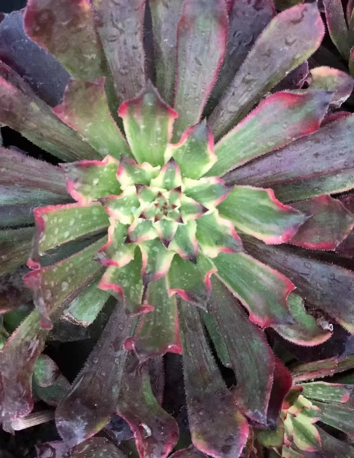 plant Aeonium Echeveria Haworthia  Caudex  Lithops Cactus  Agave 