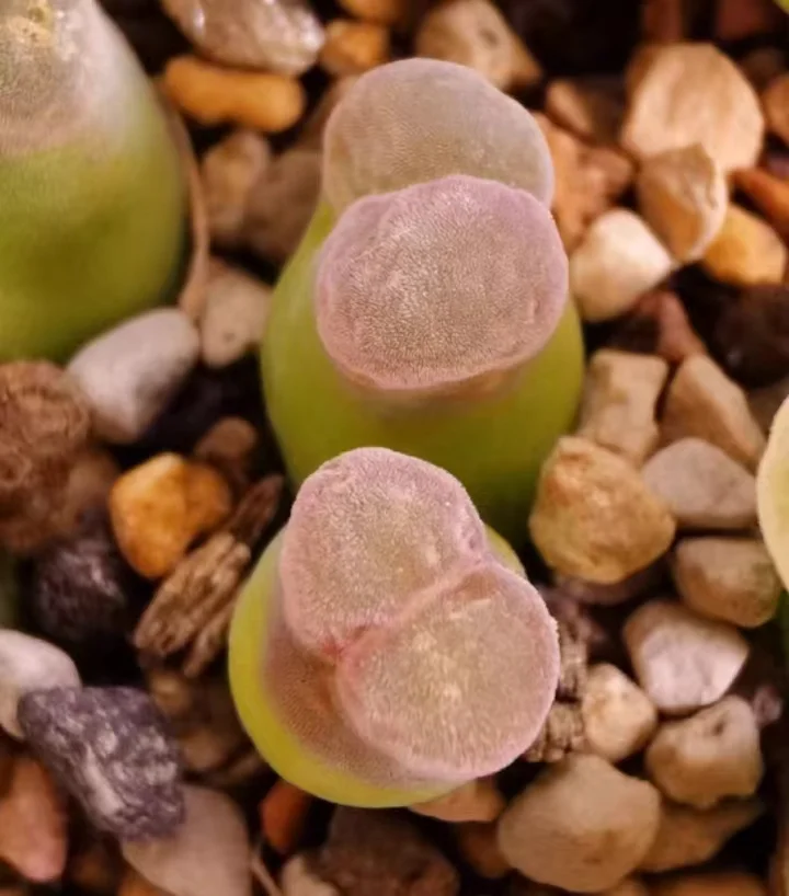 plant Aeonium Echeveria Haworthia  Caudex  Lithops Cactus  Agave 