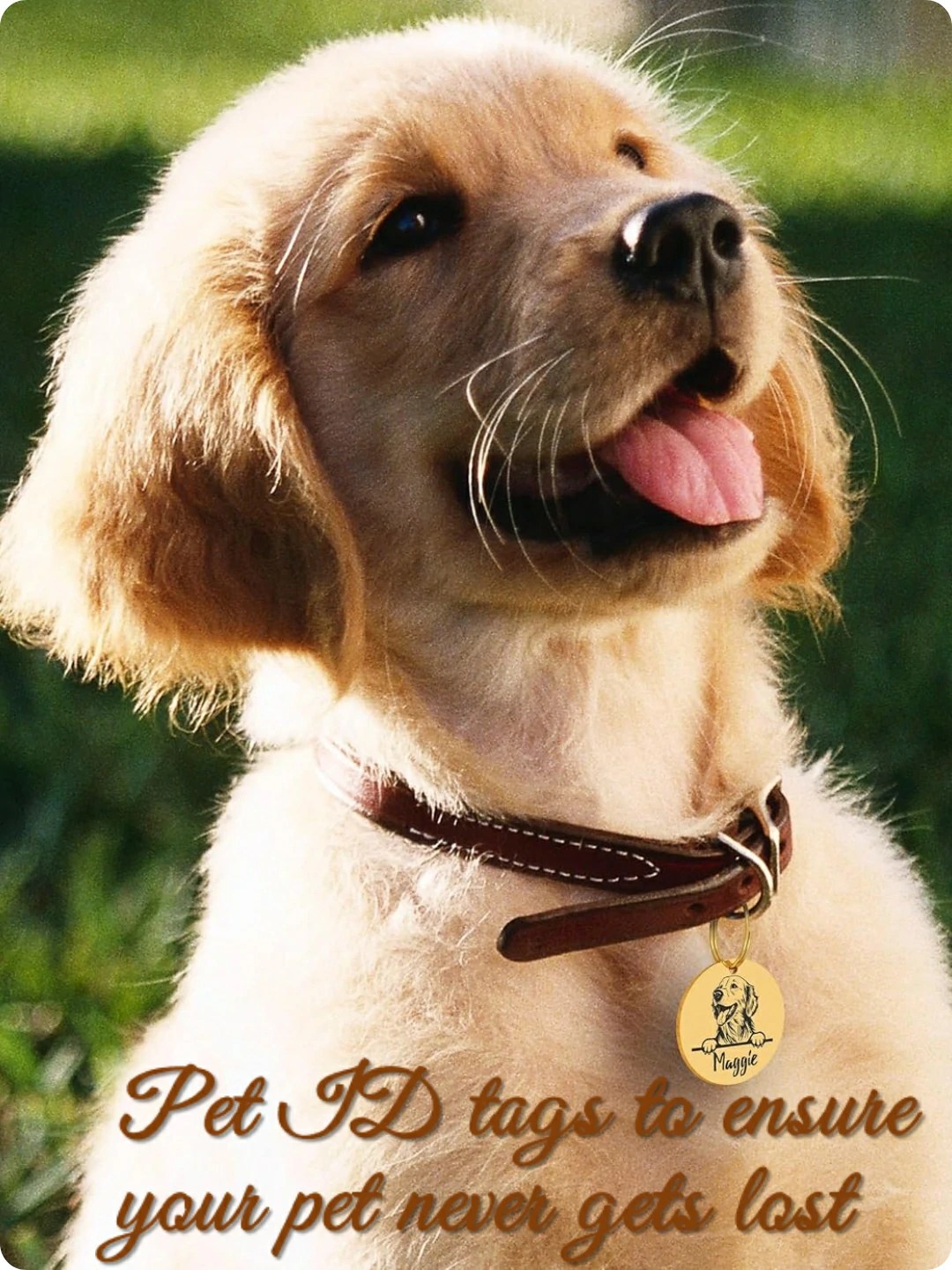 lookipet custom pet ID tags