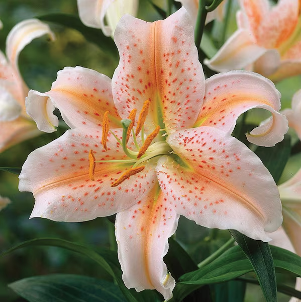 🌸 Light Orange Rare Color Lily Bulbs&ndash; Blooms of Elegance and Grace 🌸